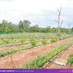 Benchmarking ng CALFFA sa Brgy. Guinobatan