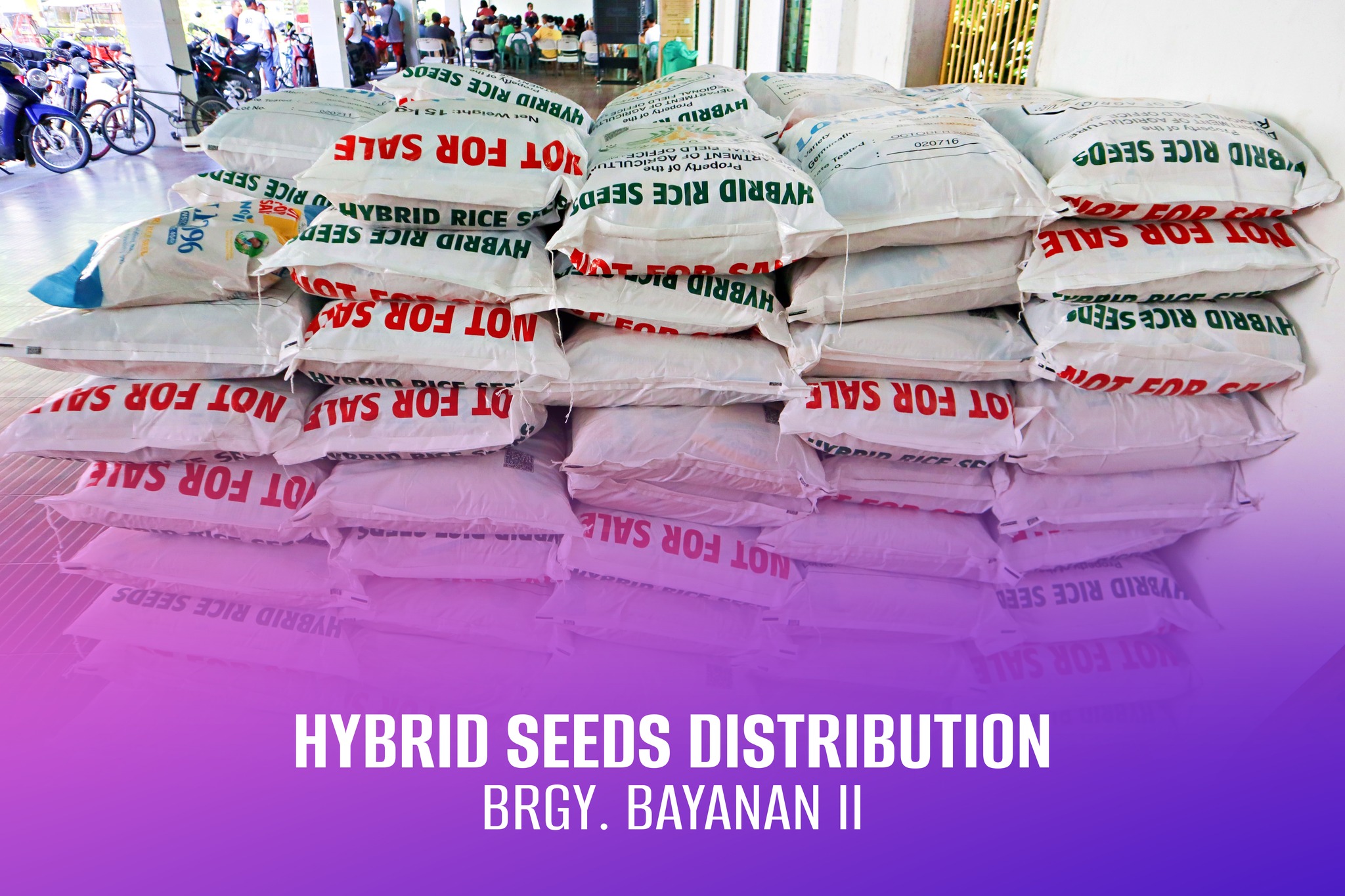Distribution ng Hybrid Seeds para sa mga magsasaka ng lungsod ng Calapan, Pinangunahan ni Mayor Marilou Morillo