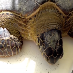 Panoorin | Naglalakihang Green sea turtles, nasilayan sa Barangay Wawa