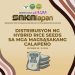 TAMANG BINHI NAMAN PARA SA MAHIGIT 1,500 MAGSASAKANG CALAPEÑO